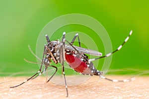 Mosquito on skin human