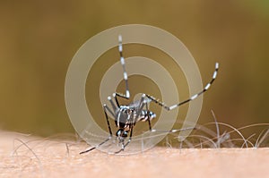 Mosquito on skin human