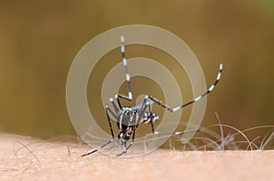 Mosquito on skin human photo
