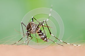 Mosquito on skin human photo
