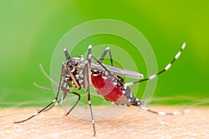 Mosquito on skin human photo