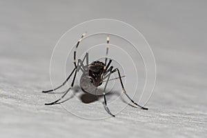 Mosquito specimen in the foreground on the wall of a wall