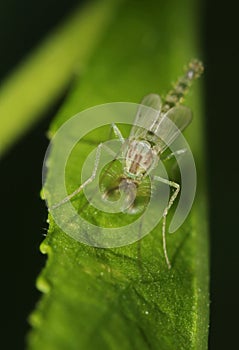 Mosquito stands on a green leaf