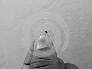 Mosquito Stomach full loaded with blood holding in a hand isolated on white background