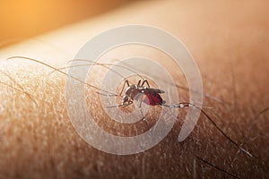 Mosquito sucked blood on human skin.