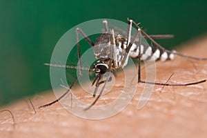 Mosquito sucking blood