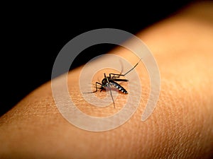 Mosquito sucking blood 2