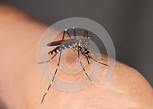 Mosquito sucking blood