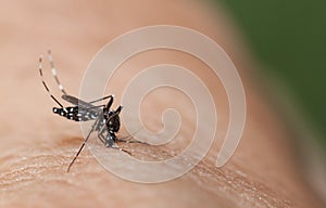 Mosquito sucking blood on a human hand