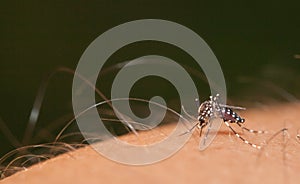 Mosquito sucking blood on a human hand