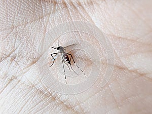 mosquito sucking blood on human skin