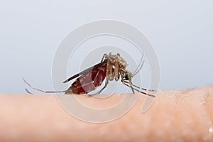 Mosquito sucking blood