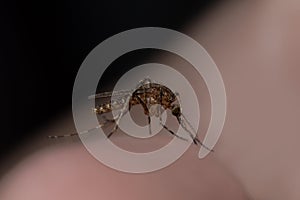 Mosquito sucking blood of a man