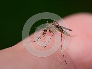 Mosquito sucking blood of a man