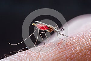 Mosquito sucking blood_set E-2