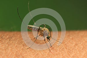 Mosquito sucking blood on skin human