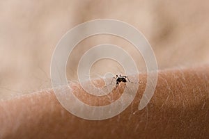 Mosquito sucking human blood.disease from mosquito in rainy seasons