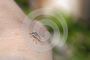 Mosquito sucking human blood in outdoors. carrier of diseases as malaria, encephalitis, yellow fever, dengue fever, Zika virus