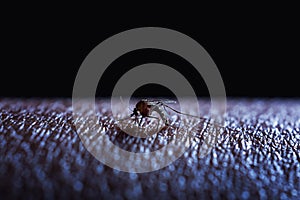 Mosquito sucking human blood on skin isolated on black