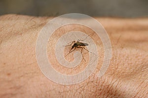 Mosquito sucks blood from the arm of a man