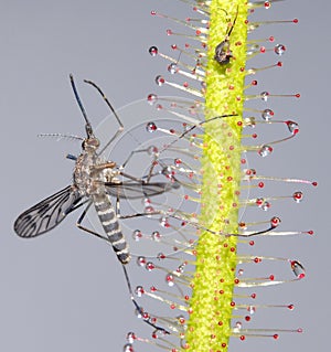 Mosquito on Sundew