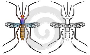 Mosquito vector illustration colored and outline flying wings a harmful insect transmit diseases photo