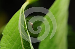 The mosquito was captured during its landing at the green leaf .