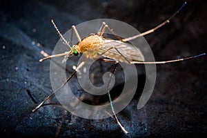 A mosquito on water surface