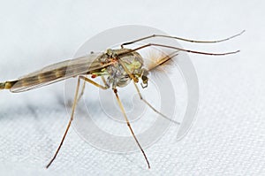 Mosquito on a white background