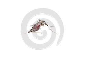 The Mosquito on white background.