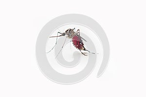 The Mosquito on white background.