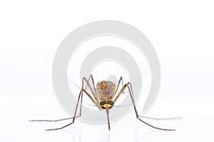 Mosquito on white background