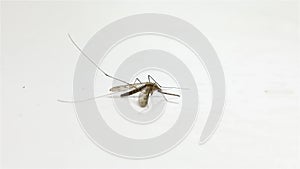 Mosquito on white surface