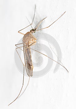 Mosquito on the white wall. close-up