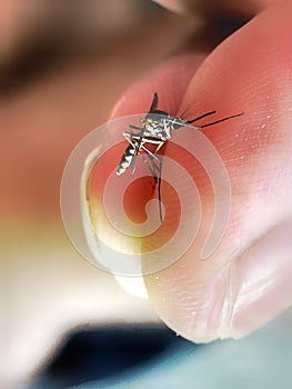 mosquitoe Animal In hand Wild photo