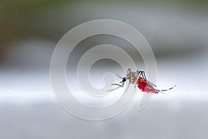 Mosquitoe is carrier of dengue fever