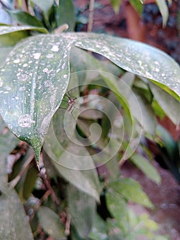 Mosquitoe Resting On The Leaves