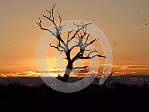 Mosquitoe sunset at Chobe National Park (Botswana)