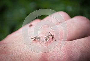 Bloodthirsty mosquitoes photo