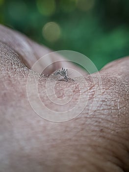 Mosquitoes are biting human skin