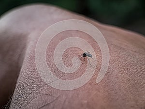 Mosquitoes are biting human skin