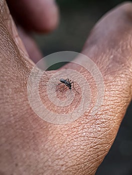 Mosquitoes are biting human skin