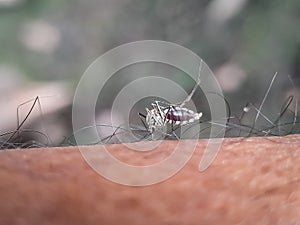 Mosquitoes are biting human skin