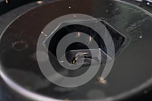 Mosquitoes on black plastic cover photo