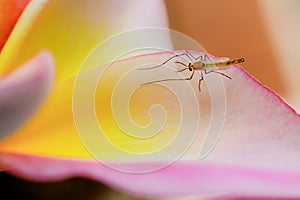 Mosquitoes are caught on flower petals