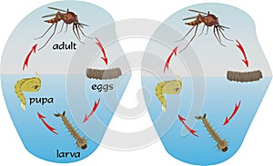 Mosquitoes - circle of life