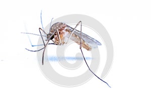 Mosquitoes (Culicidae Meigen, 1818) are a family of insects of the order Diptera (Nematocera: Culicomorpha).