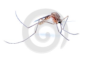 Mosquitoes (Culicidae Meigen, 1818) are a family of insects of the order Diptera (Nematocera: Culicomorpha). photo