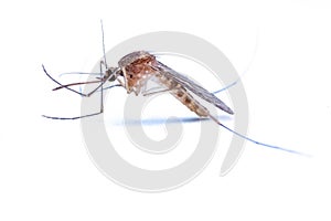 Mosquitoes (Culicidae Meigen, 1818) are a family of insects of the order Diptera (Nematocera: Culicomorpha).