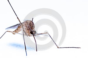 Mosquitoes (Culicidae Meigen, 1818) are a family of insects of the order Diptera (Nematocera: Culicomorpha). photo